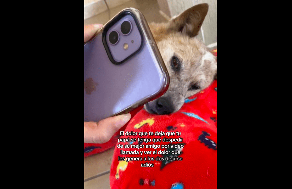 se despide de su perro por videollamada