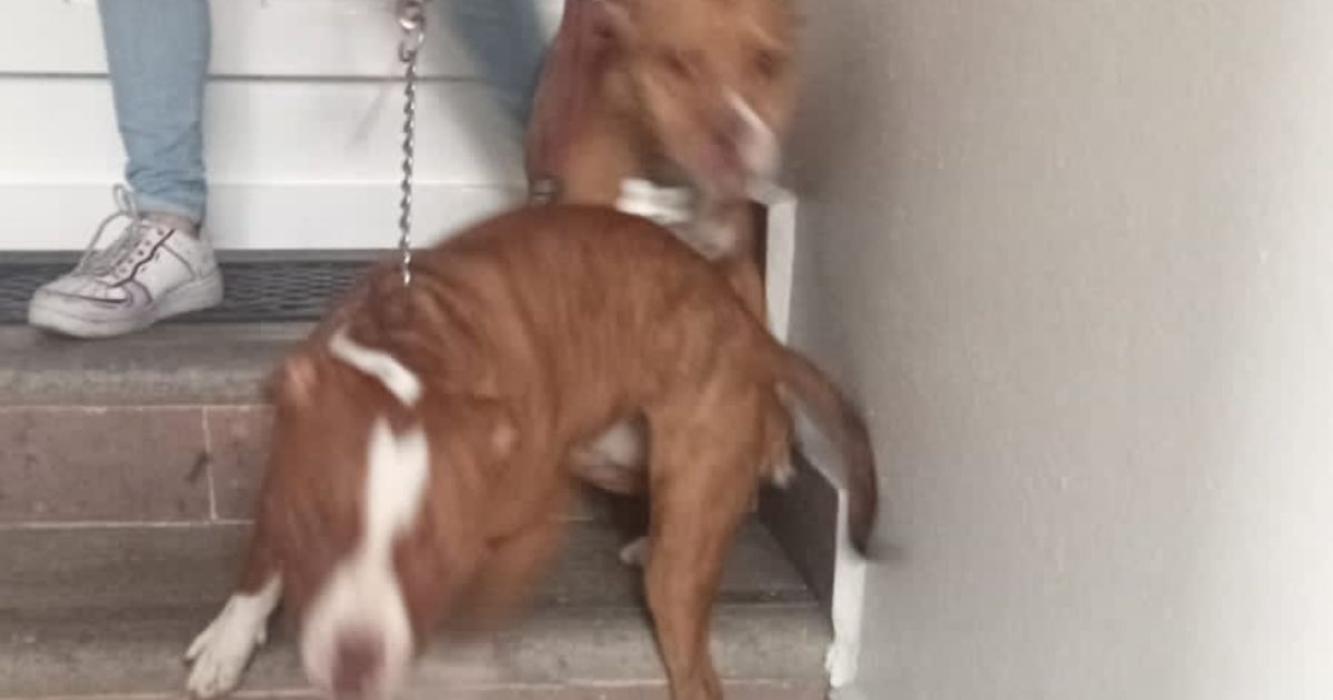 perritos maltratados