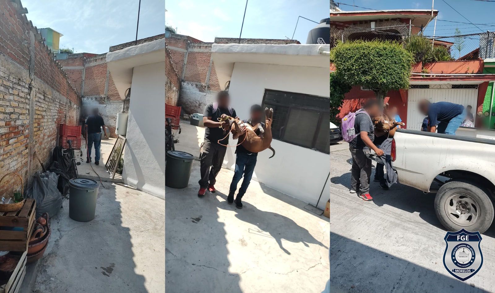pitbull albergue Jiutepec
