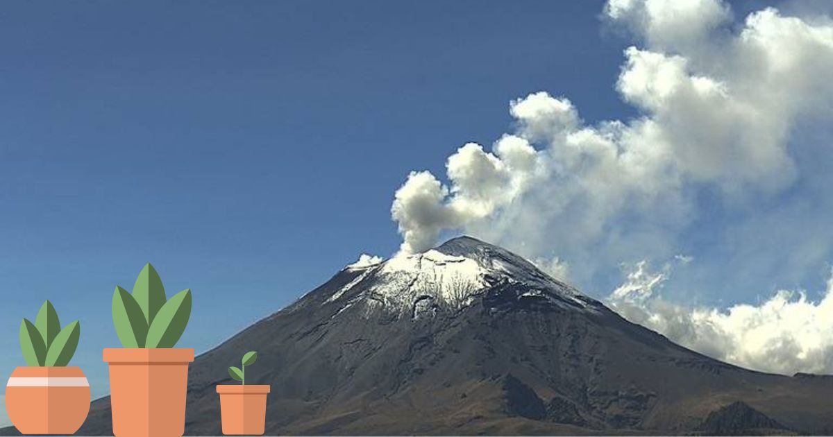 ¿Las cenizas del volcán benefician a las plantas?