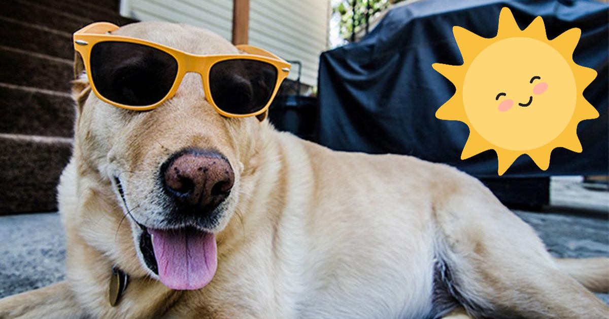 ciuda a tus mascotas durante el Eclipse