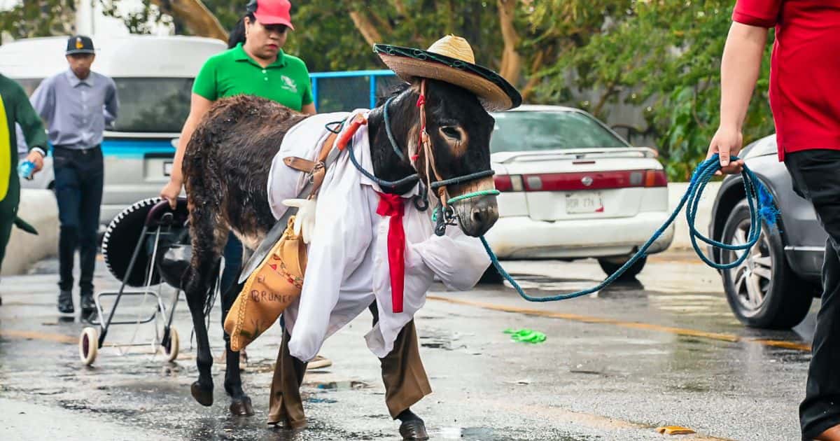 carrera de burros Yecapixtla