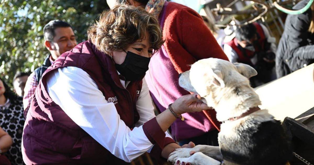 De esto trata la estrategia de Delfina Gómez sobre el abandono animal