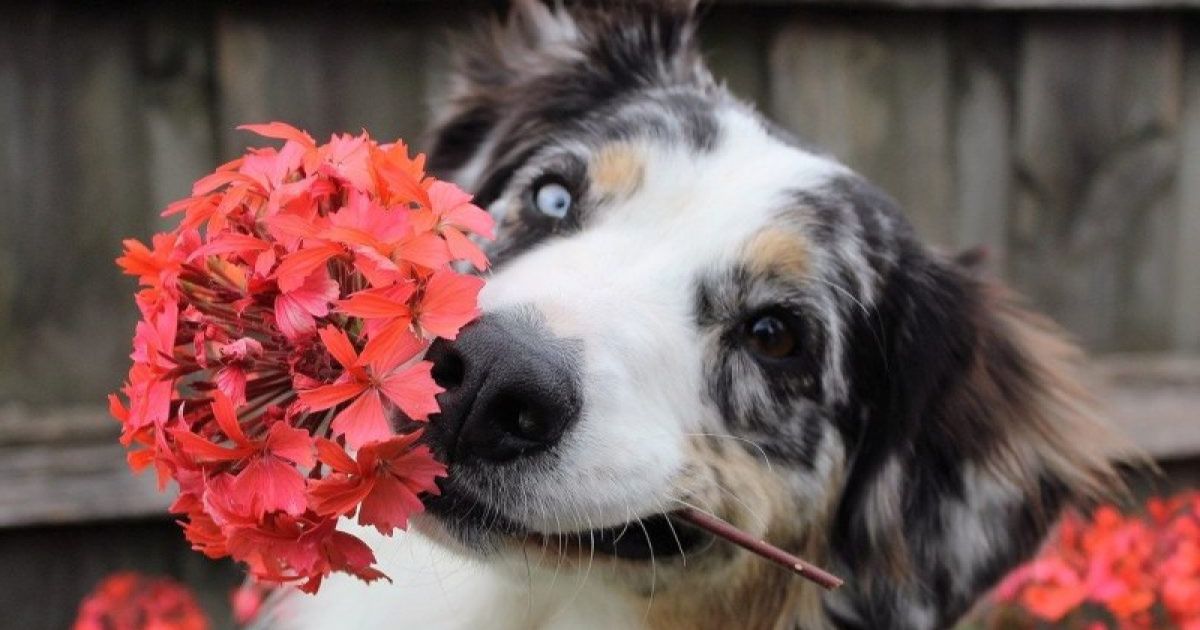 Perro