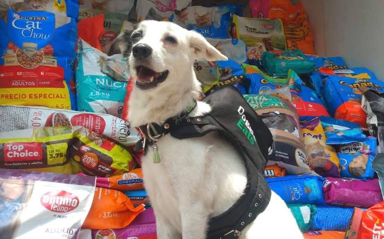 Morelenses realizan colecta de alimento para mascotas de Guerrero