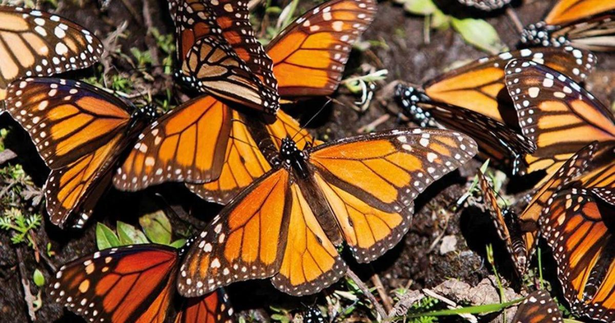 Disminuye la migración de la mariposa Monarca a un 60%