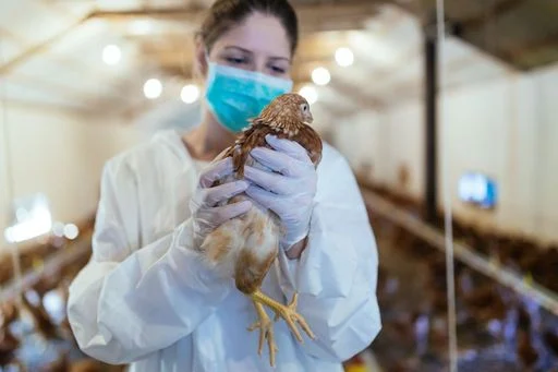 Mantienen vigilancia epidemiológica contra influenza aviar