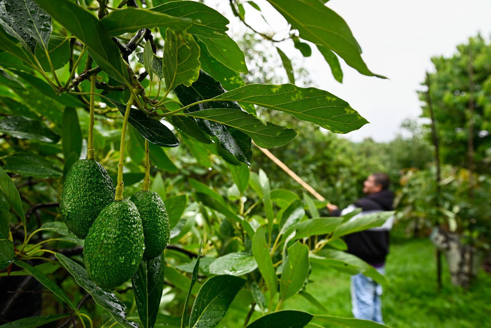 El aguacate de Morelos ocupa primer lugar en calidad y sabor