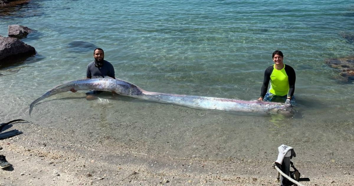 Hallan a pez remo en playa de México