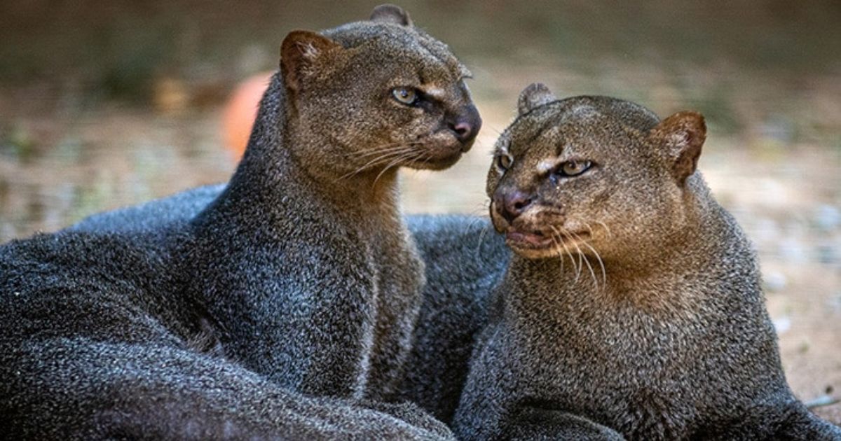 Privan de la vida a Jaguarundí tras confundirlo con un “Nahual”