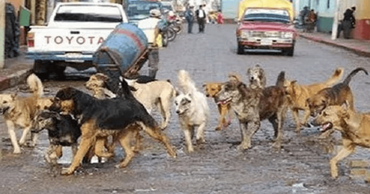 Perros y gatos callejeros ahora son animales comunitarios