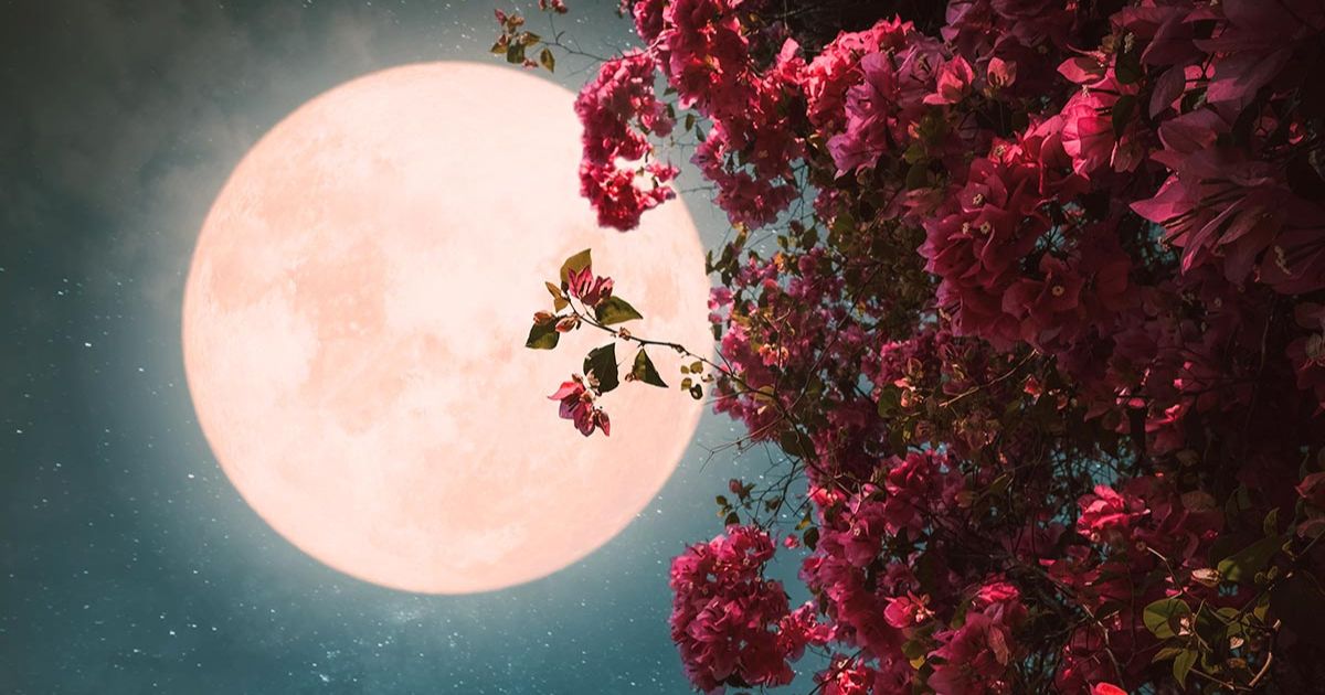 Te contamos sobre la Luna de Flores y cuándo verla