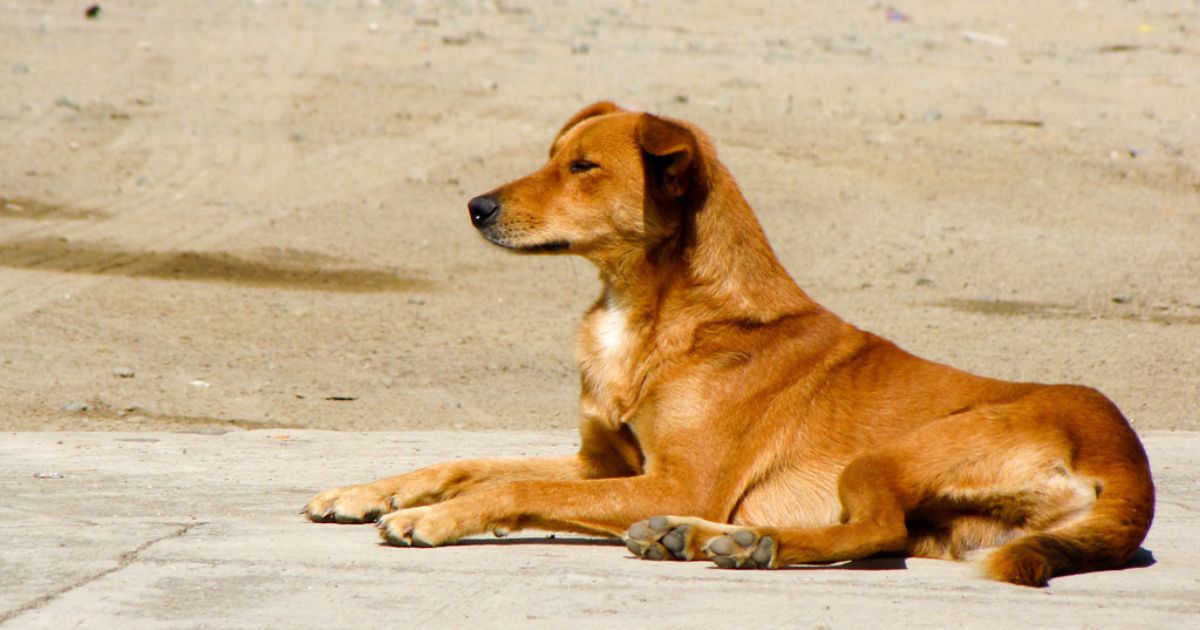 Se registra primer caso de Gusano Barrenador en perro