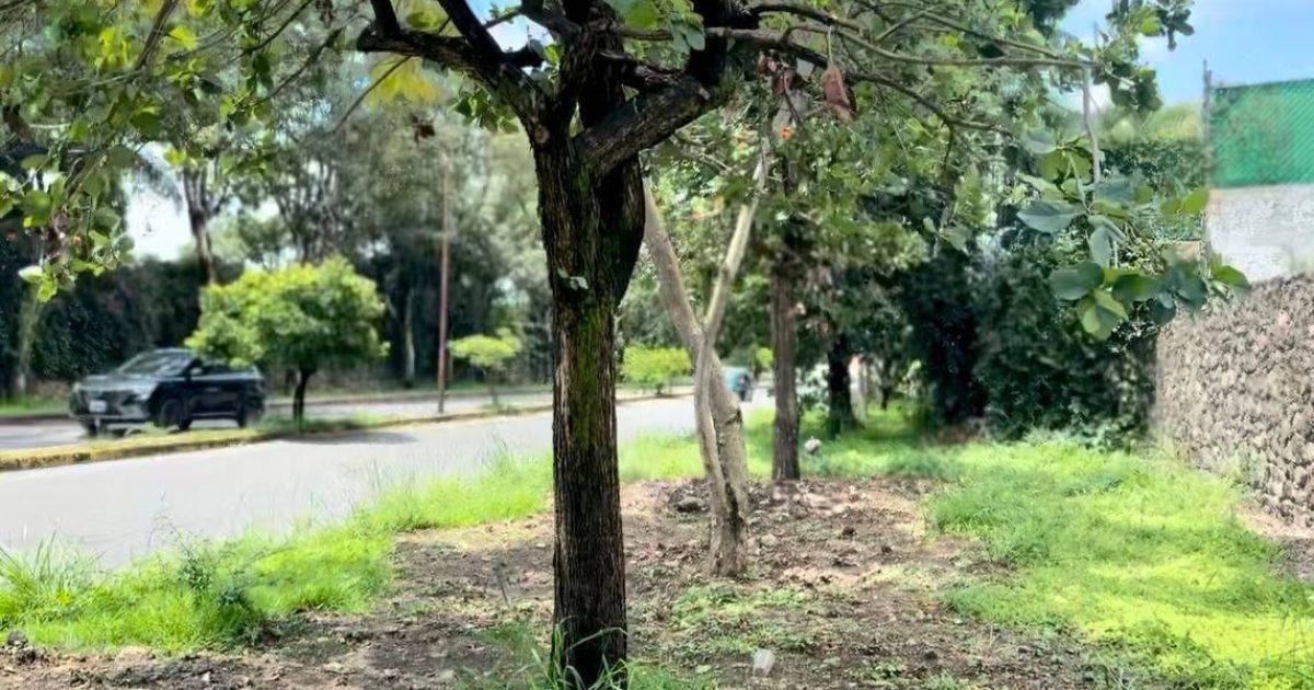Cuernavaca aclara que no hay autorización para retirar árboles en Vista Hermosa