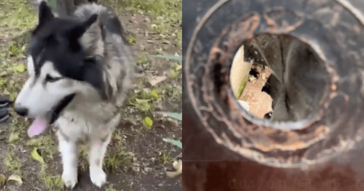 Periodistas que rescataron a perro abandonado podrían ser demandados