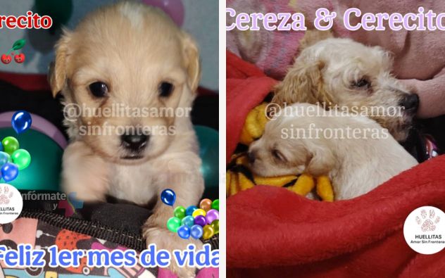 Cereza y su cachorro se recuperan tras quemaduras por lo ocurrido en Iztapalapa