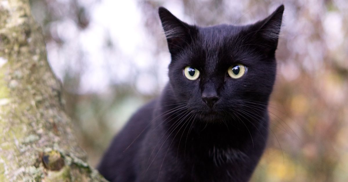 gato