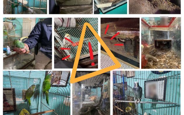 Animales en peligro Gustavo A Madero