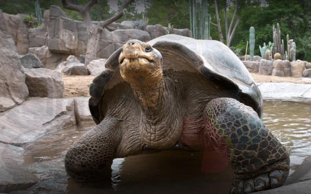 Fallece tortuga gamma