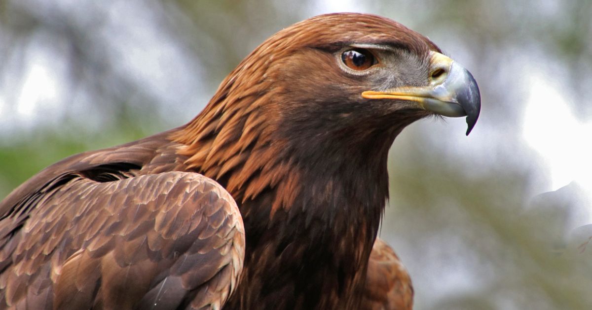 Nace cría de Águila Real en Edomex