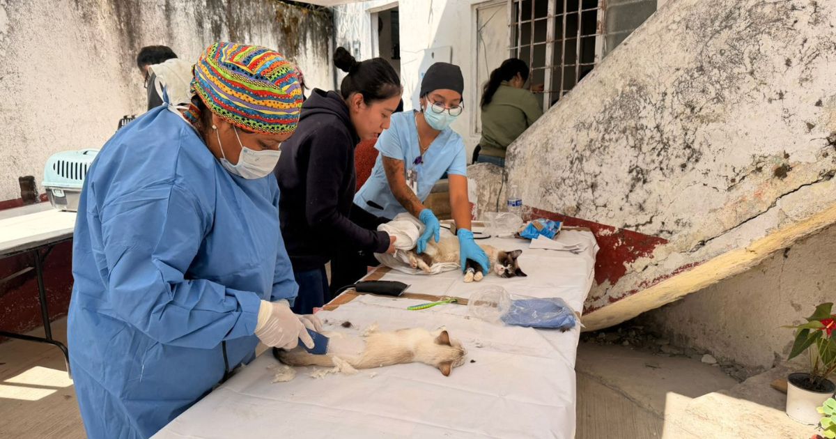 Realizan más de 50 esterilizaciones en Cuautla