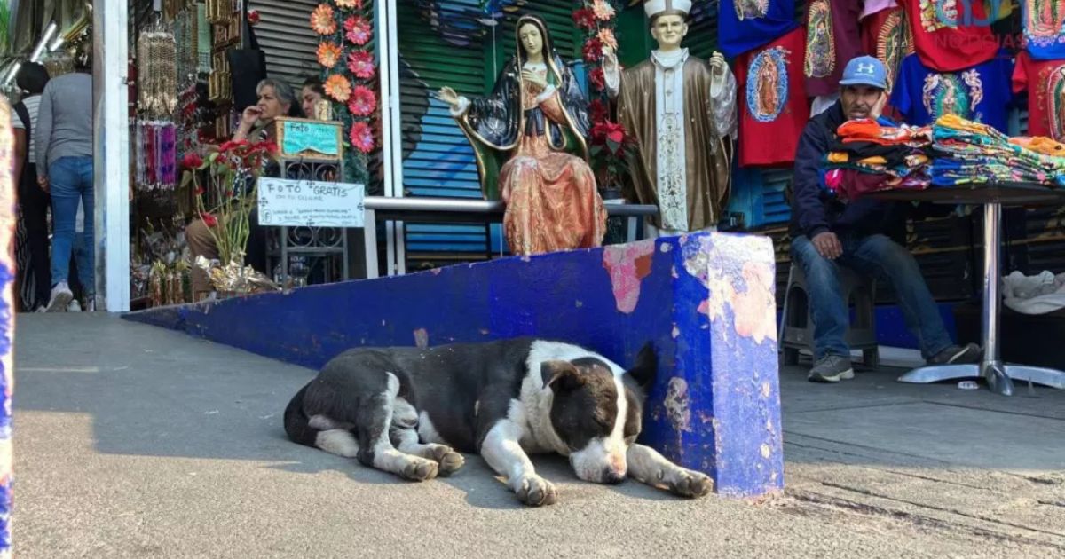 CDMX inicia “Operativo perrito peregrino”