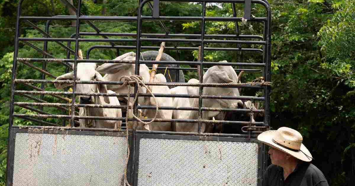 Confirman primer caso de Gusano Barrenador en Edomex