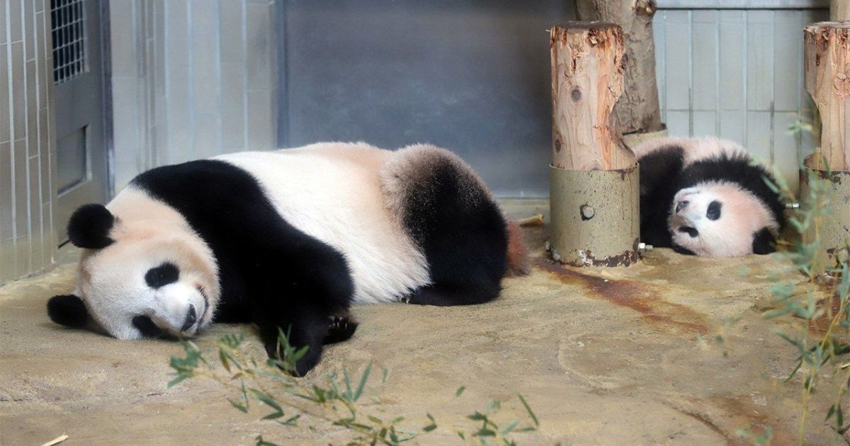 Japón se queda sin Osos Panda