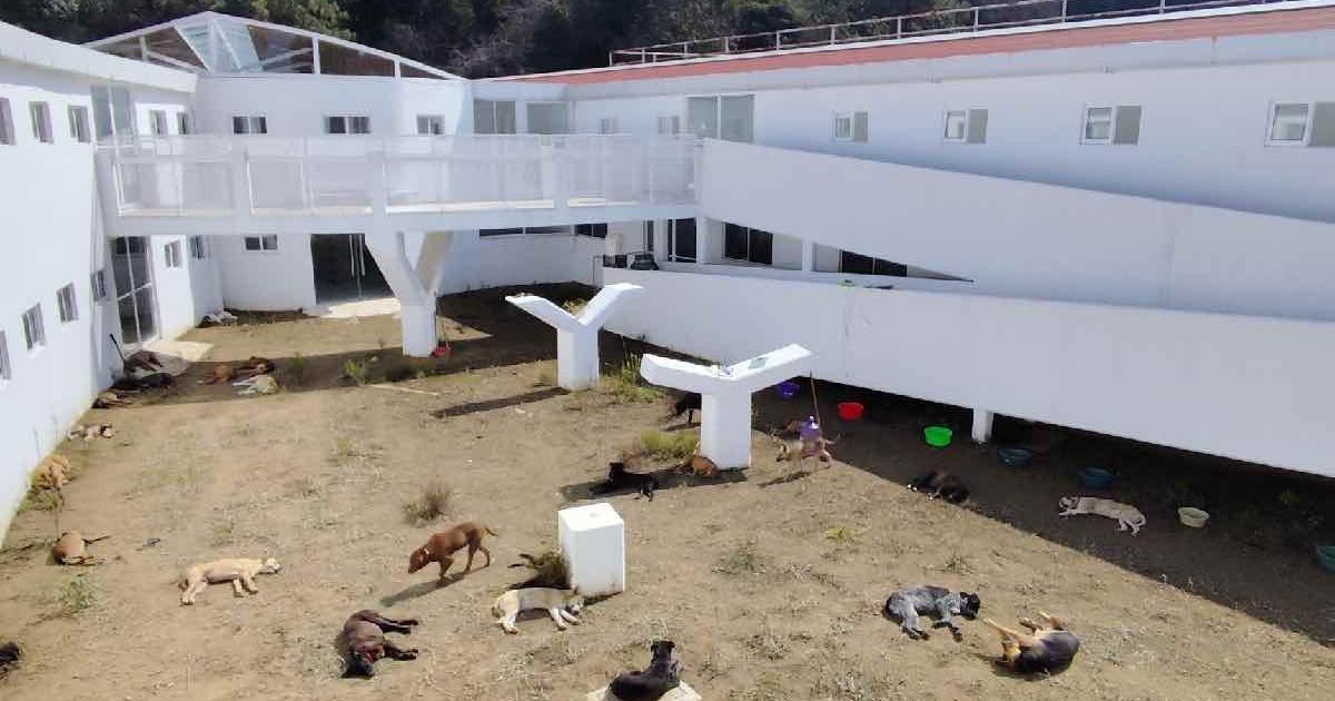 Perros recatados de Refugio Franciscano, evolucionan favorablemente