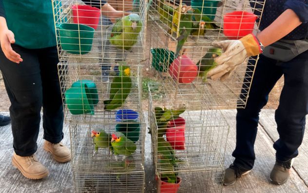 Aves silvestres Yecapixtla