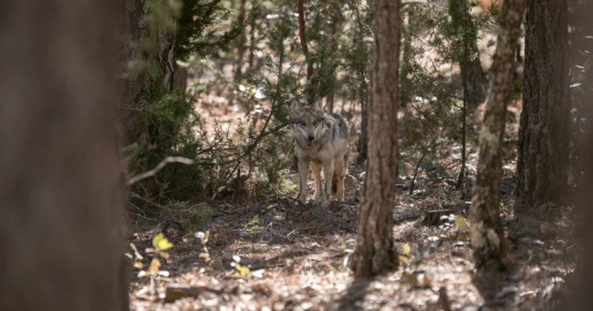 Lobo mexicano (1)