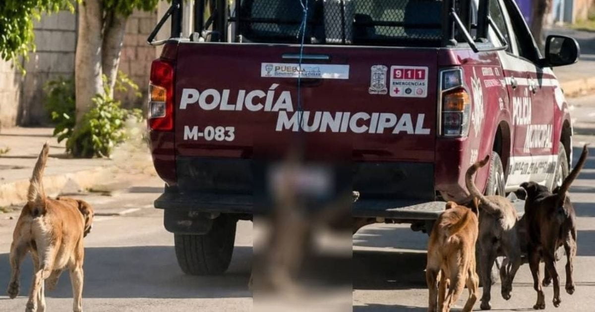 Investigan a policías que arrastraron a perro en Puebla