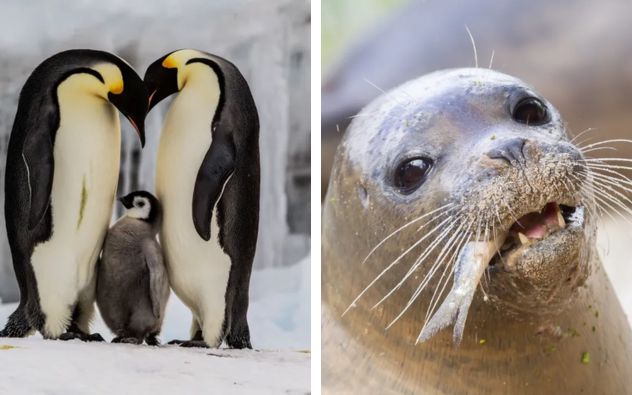 Pingüino en peligro de extinción