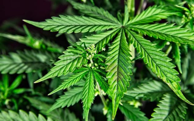 420 Cannabis