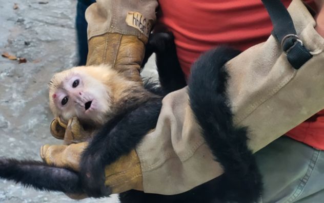 Monos capuchinos Tabasco
