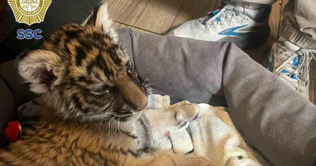 Rescatan a tigre de bengala bebé en Xochimilco