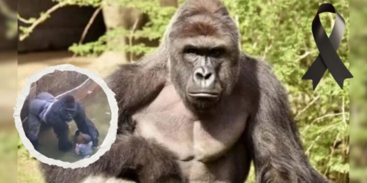 Aniversario de la muerte de Harambe