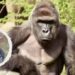 Aniversario de la muerte de Harambe
