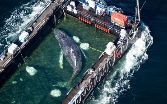 Biólogo mexicano Pedro Baranda rescata ballena Timmy — Infórmate y Más