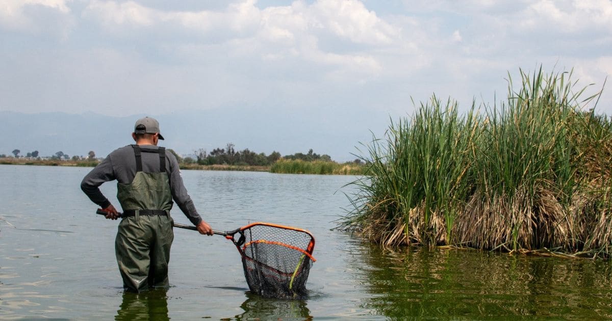 ¡Increíble hallazgo! Registran avistamiento de Ajolotes del Altiplano en Lago Tláhuac