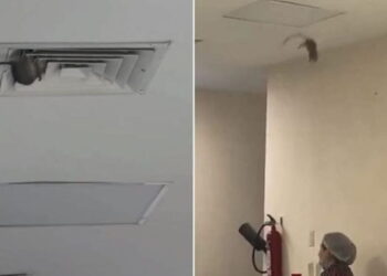 Captan a rata en IMSS de Sonora