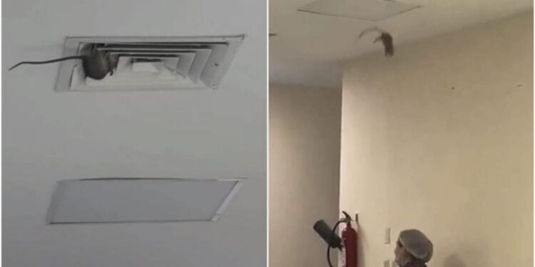 Captan a rata en IMSS de Sonora