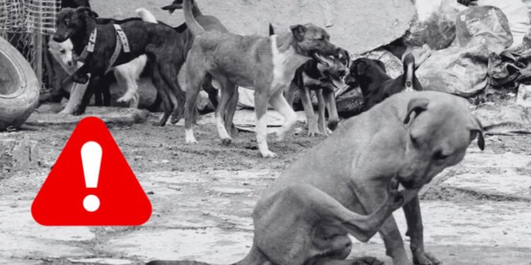 Crisis de perros callejeros en Edomex