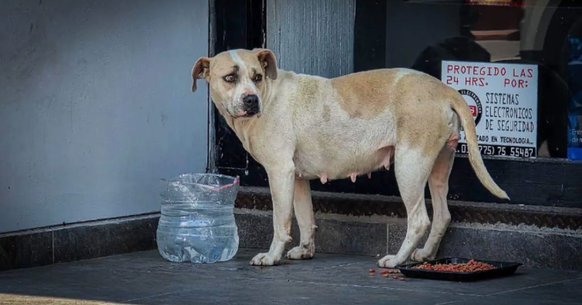 Crisis de perros callejeros en Edomex