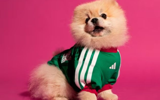 Perro de raza pequeña vistiendo el jersey oficial verde de la Selección Mexicana de fútbol de adidas.