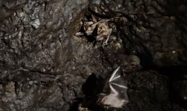Entrada de la cueva volcánica El Salitre rodeada de vegetación de selva baja caducifolia en Tlaltizapán, Morelos