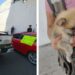 Un perro rescatado por las autoridades ambientales recibe resguardo tras operativo contra el maltrato en Cuautla, Morelos