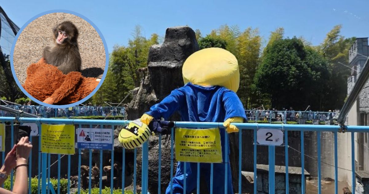 Jóvenes son detenidos por saltar a la jaula del monito “Punch”
