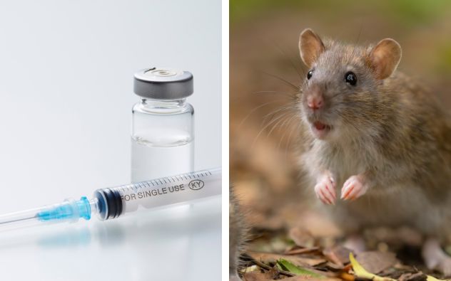 Vacuna hantavirus Moderna — Nacional | Infórmate y Más