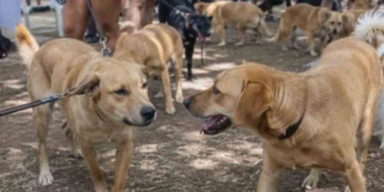 Primera reunión de perritos caramelo en CDMX